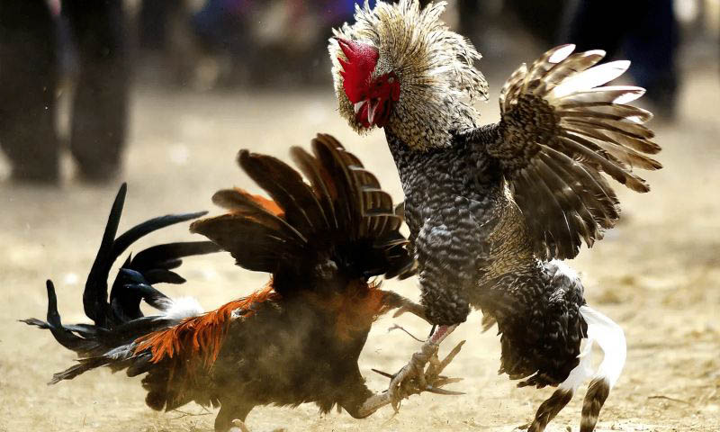 hình 2: Hình Ảnh Đá Gà Thomo mới nhất hôm nay