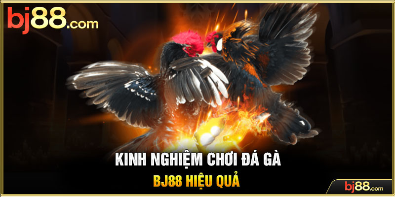 Kinh nghiệm chơi đá gà BJ88 hiệu quả