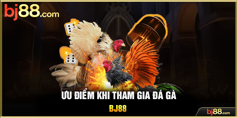Ưu điểm khi tham gia đá gà BJ88