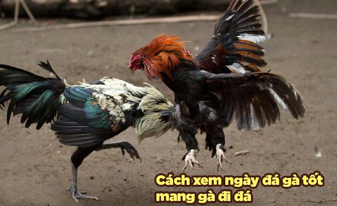 Xem ngày đá gà cựa sắt - Bí quyết chọn ngày may mắn tại Bj88