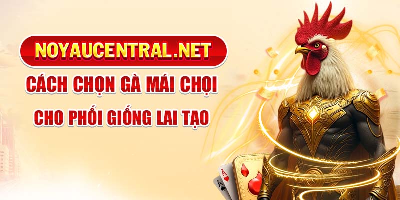Cách chọn gà mái chọi để phối giống lai tạo