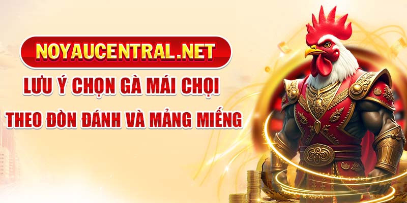 Cách chọn gà mái chọi theo mảng miếng