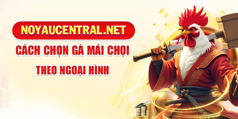 Cách chọn gà mái chọi theo ngoại hình