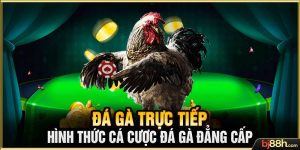 Đá Gà Trực Tiếp - Hình Thức Cá Cược Đá Gà Đẳng Cấp