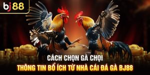 Cách chọn gà chọi - Thông tin bổ ích từ Nhà cái Đá gà Bj88