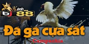 Đá gà cựa sắt Campuchia