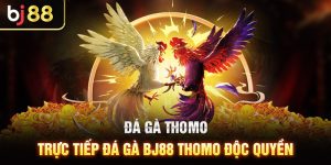 Đá Gà Thomo - Trực Tiếp Đá Gà BJ88 Thomo Độc Quyền