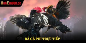 Đá gà Phi trực tiếp