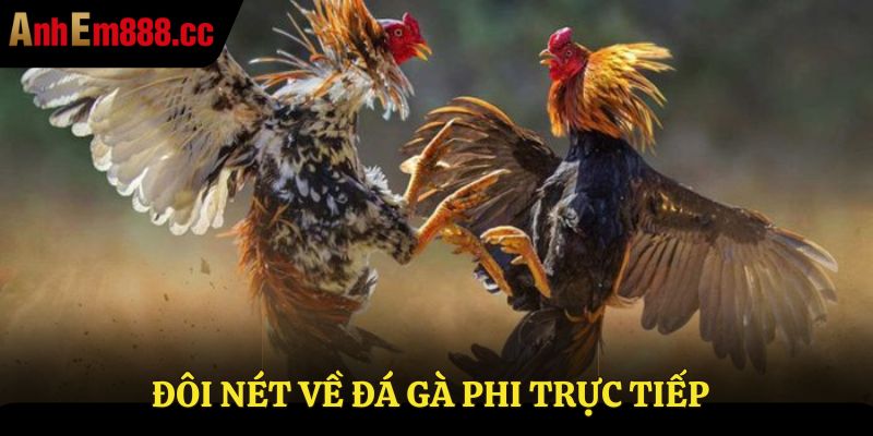 Đôi nét về đá gà Phi trực tiếp